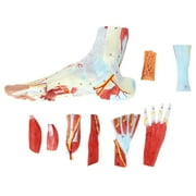 Axis Scientific Foot Anatomy Model with 9 Removable and Numbered Parts, Foot Model Anatomy Ligaments, Muscles, Nerves and Arteries, Study Guide