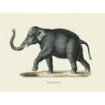 thumbnail image 3 of Schinz, Heinrich Rudolf 18x15 Black Modern Framed Museum Art Print Titled - Elephant, 3 of 5