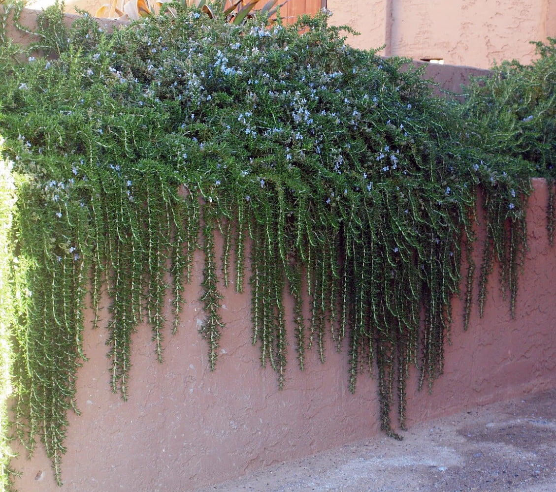 Cascading Rosemary Plants Trailing Gallon Pot Walmart