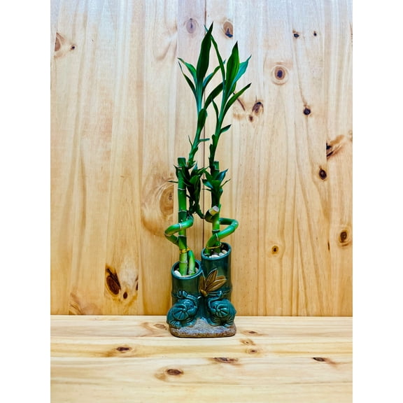 12-16" Lucky Bamboo Spiral Live Plants in Ceramic Vase