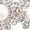 Color:Silver bottomed pear, variant on 100Pieces Flower Sew on Rhinestones Mixed Size Crystal Glass Flatback Rhinestones for Clothes Dress Shoes Bag Decoration