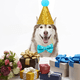 thumbnail image 5 of Conjunto de collar y sombrero de jazz para fiesta navideña para mascotas, con pajarita brillante y cierre de seguridad, para gatitos, cachorros, perros pequeños y gatos, 5 of 5