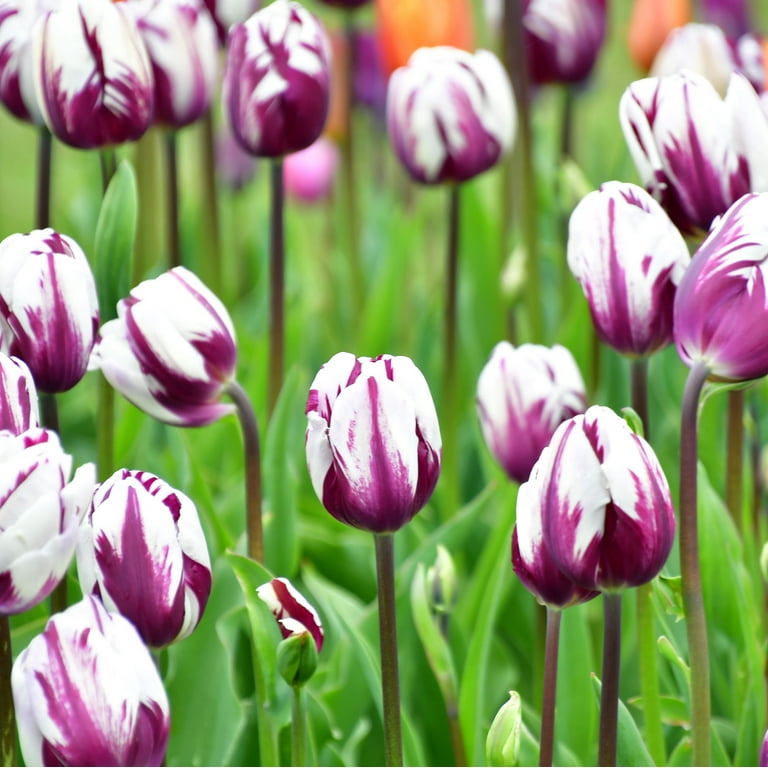 Blueberry Swirl Tulip Bulbs - 10 Count Blueberry Swirl Tulip Bulbs - 10 Count
