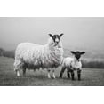 thumbnail image 2 of Marshall, Laura 18x13 White Modern Wood Framed Museum Art Print Titled - Islay Sheep I, 2 of 4