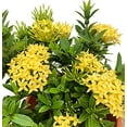thumbnail image 3 of Ixora Maui Yellow  20 Live Plants  Beautiful Vibrant Blooming Butterfly Attracting Shrub  Coccinea Flame of The Woods Jungle Flame, 3 of 8