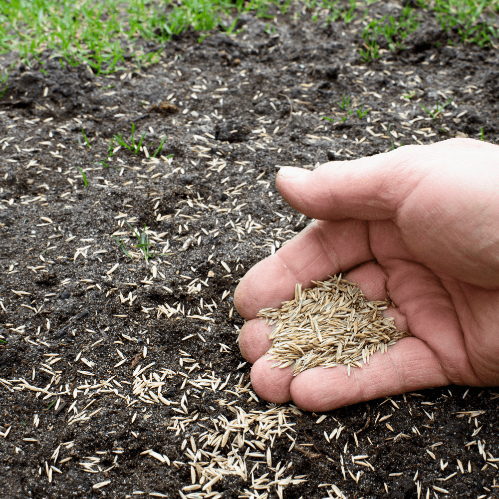 40000 Emerald Zoysia Grass Seed, Zoysia Emerald Grass Seeds for Lawn, Soft Texture and Drought Tolerant Grass Seed
