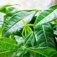 thumbnail image 3 of Liquid Money Tree Fertilizer 8oz. of Premium Concentrated Indoor and Outdoor Pachira Aquatica Fertilizer, Use with Containerized Houseplant Money Trees, 3 of 5