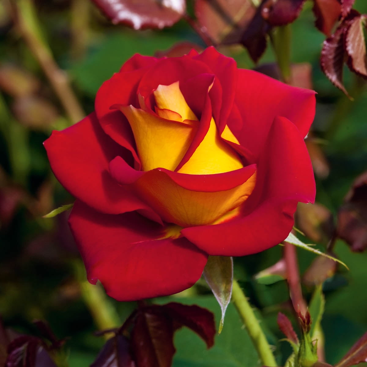 Ketchup & Mustard Dormant Bare Root Floribunda Rose, 1Pack