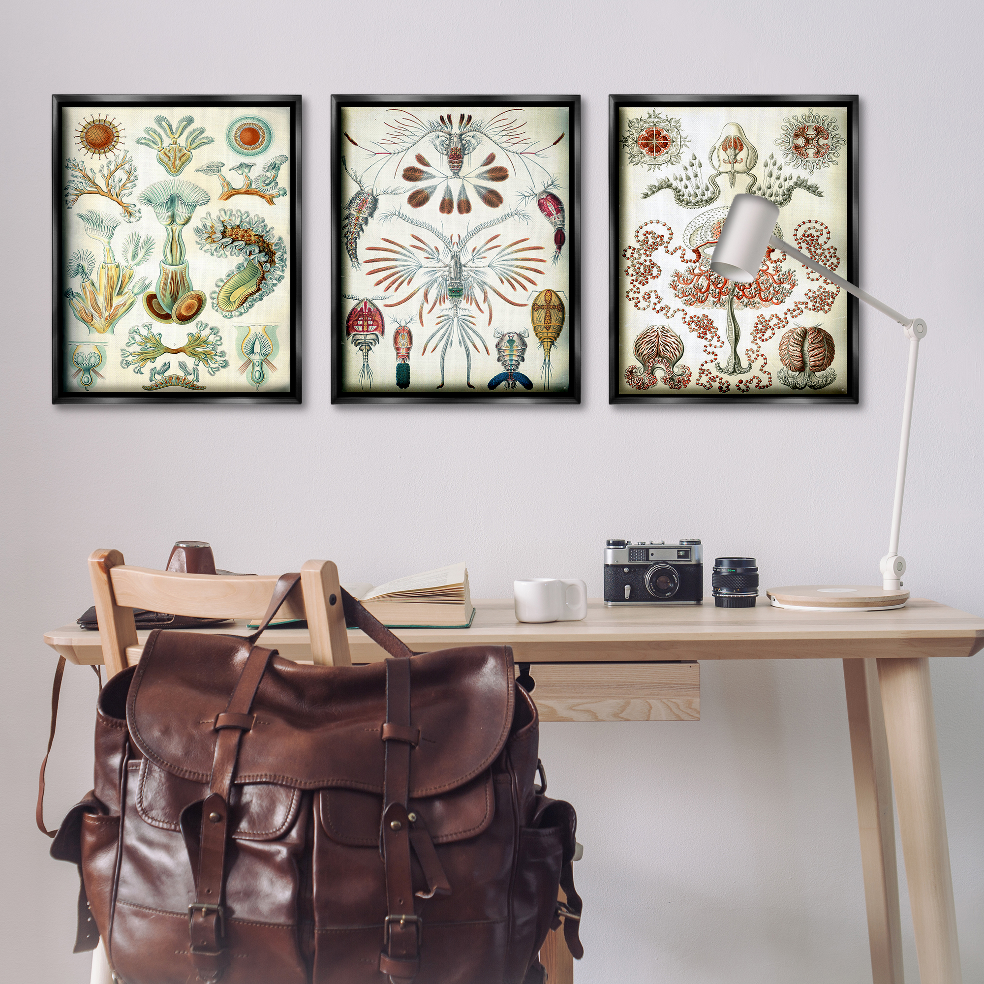 Stupell Industries Vintage Microscopic Crustaceans Animals Painting Black Floater Framed Canvas Art Print Wall Art, 25 x 31, Set of 3