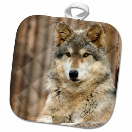 Zoo Mitt - 3dRose Gray Wolf, Folsom City Zoo, California - US05 TAU0105 - Tananarive Aubert - Pot Holder, 8 by 8-inch