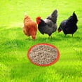 thumbnail image 1 of unbranded 2Ud Comedero Para Pollos De Plástico Resistente Con Antideslizante Y Duradero, 1 of 6