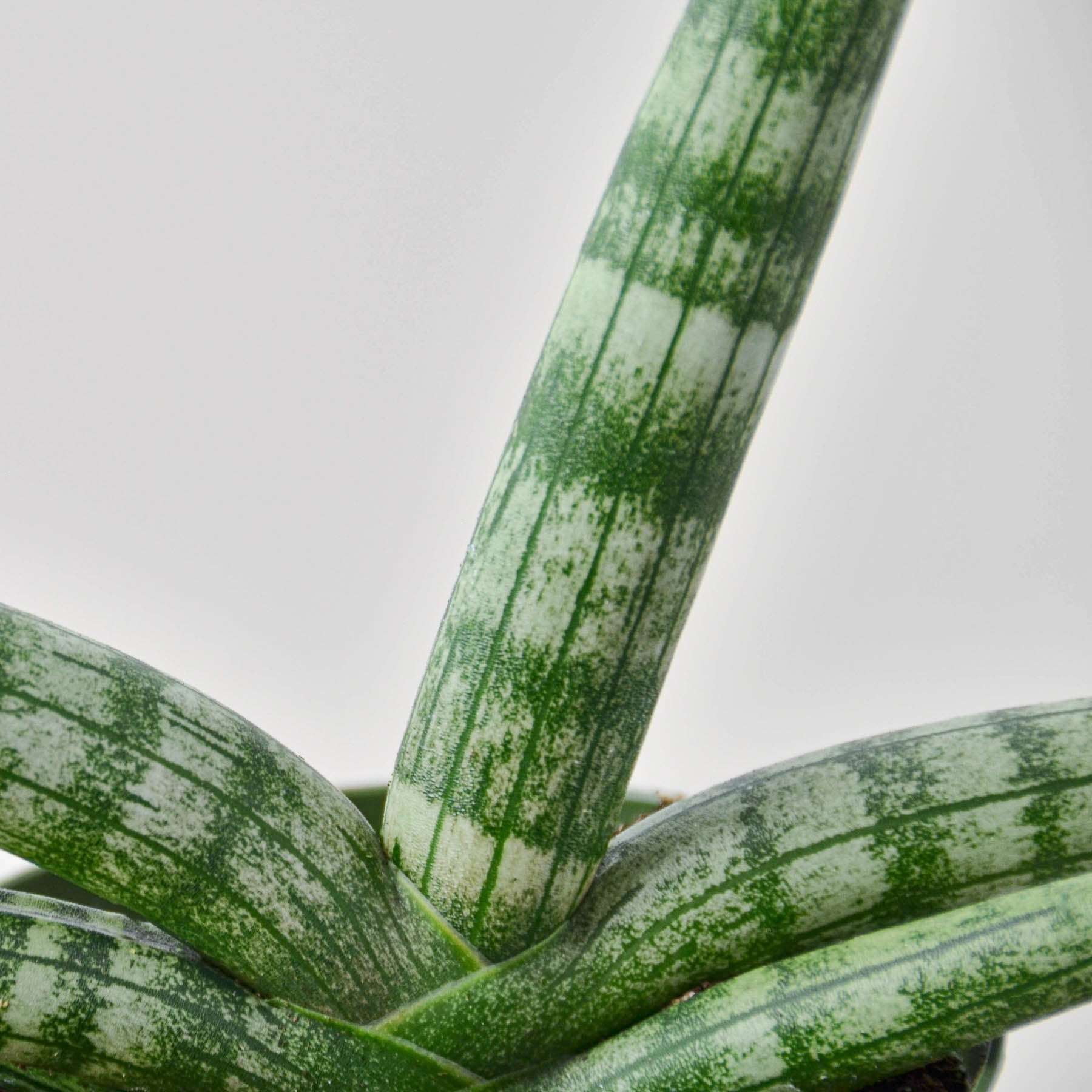 Snake Plant Starfish Live Plant for Indoor | Different Houseplants in 4'' & 6'' Pot | Real House Plant for Living Room, Office, Desk & Bathroom | Sansevieria Cylindrica