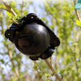 thumbnail image 2 of 10pcs Plant Rooting Equipment High Pressure Propagation Ball Graft Box Breeding Case For Garden Graft Box Sapling, 2 of 5