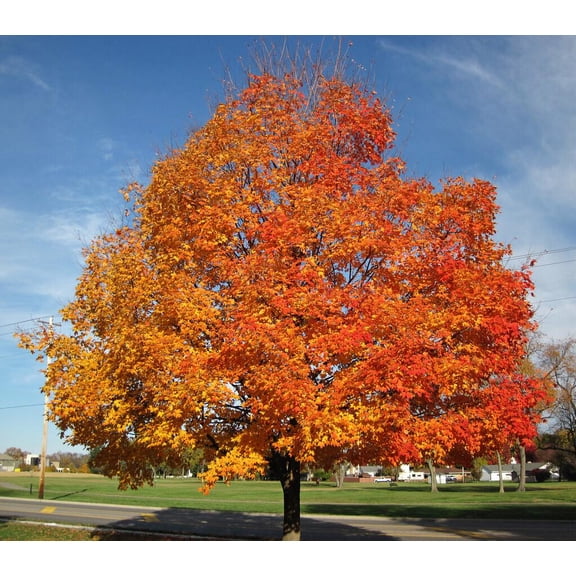 2 Sugar Maple Trees Bareroot 18-30 inches