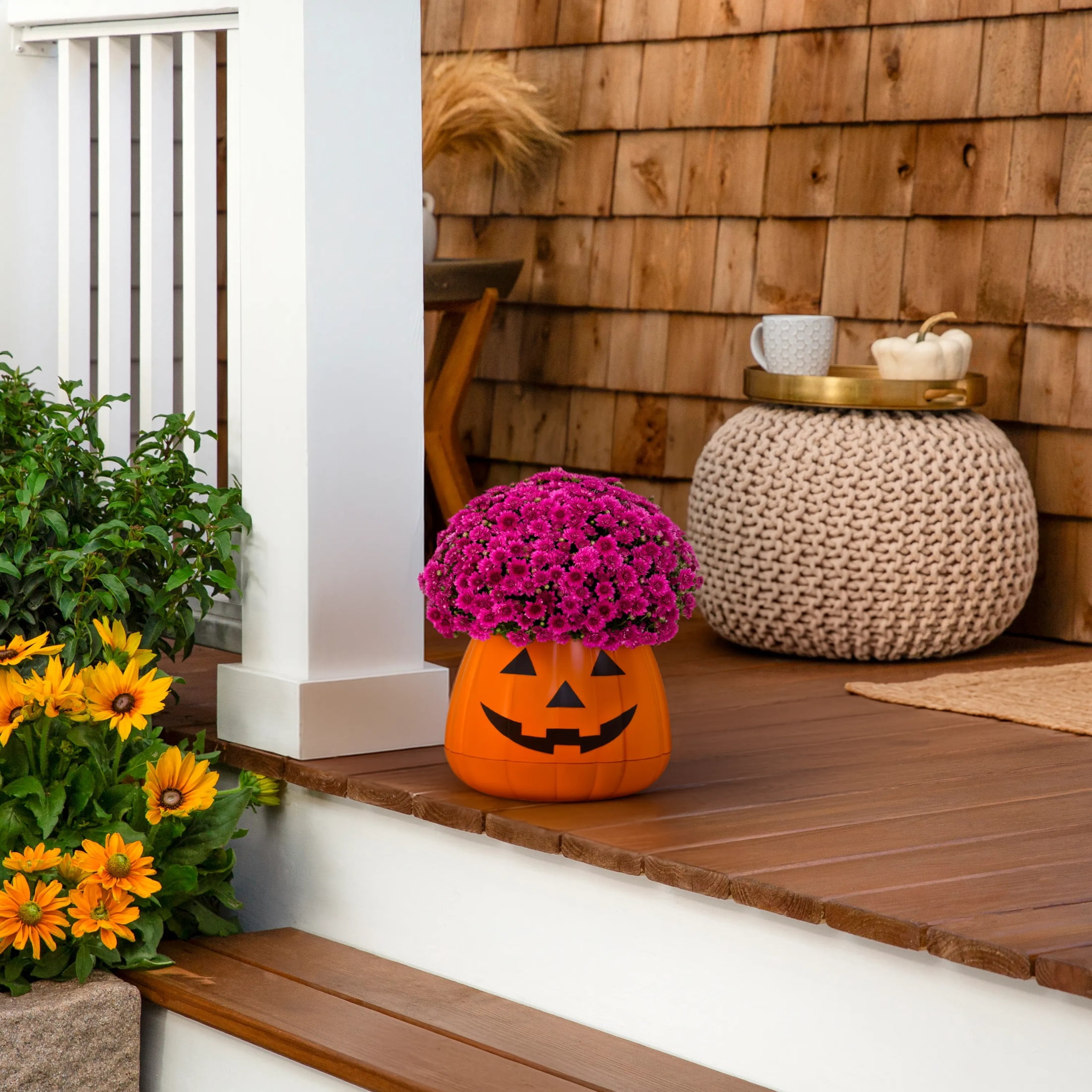 Expert Gardener 12" Purple Garden Mum Live Plant in Jack O'Lantern Planter