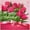 Color 1, variant on Rdsfhsp Happy Mother's Day Welcome Linen Garden Flag 12x18 inch Pink Tulips Small Yard Flag for Holiday Spring Summer Outside Decor