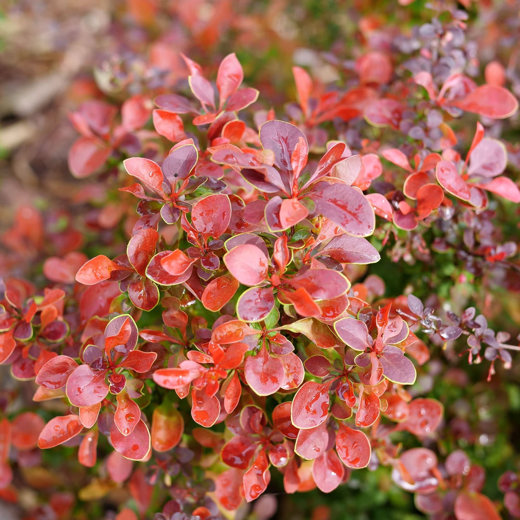 Proven Winners ColorChoice 5" Red Sunjoy Really Red Barberry Live Plant in 4.5" Pot (4 Count)