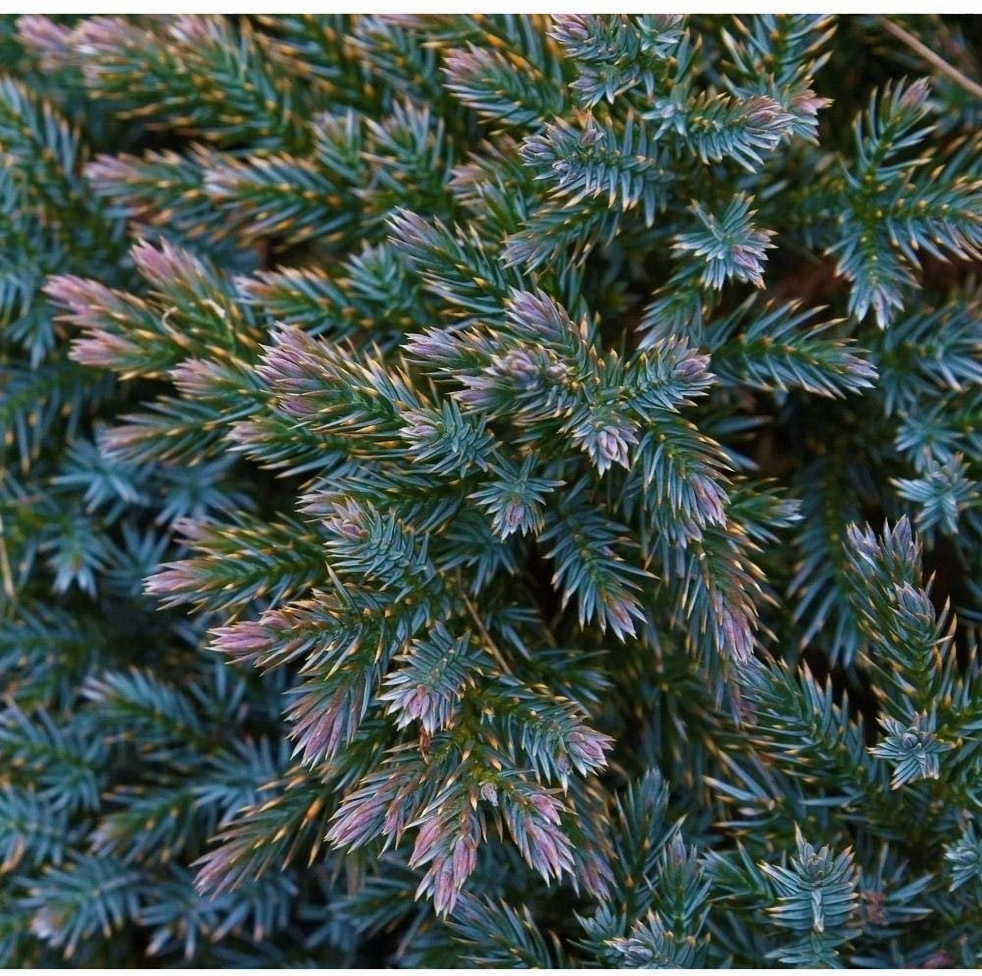Blue Star Juniper - 10 Live Plants - Juniperus Squamata - Low Maintenance Evergreen Groundcover