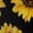 A468-3445, variant on Wild Yellow Sunflowers On Black Background Dress Loose Women'S Dress Beach Dresses With Pockets Dresses For Womens