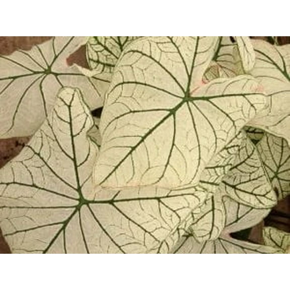 3 Candidum Caladium in 3.5 inch pots