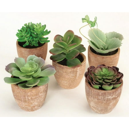 Pack of 10 Southwestern Mixed Green Succulent Plants in Terracotta Pots 7.5"