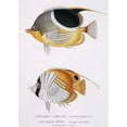 thumbnail image 2 of Chaetodon Ephippium, Chaetodon Ocellatus Poster Print By Mary Evans Natural History Museum (24 X 36), 2 of 4