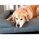 thumbnail image 4 of Cama para Perro Extra Grande Resistente e Impermeable para Exterior Homero en Gris, 4 of 6