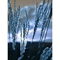 thumbnail image 2 of Lewis, Sheldon 12x14 White Modern Wood Framed Museum Art Print Titled - Blue Sunset 3, 2 of 4