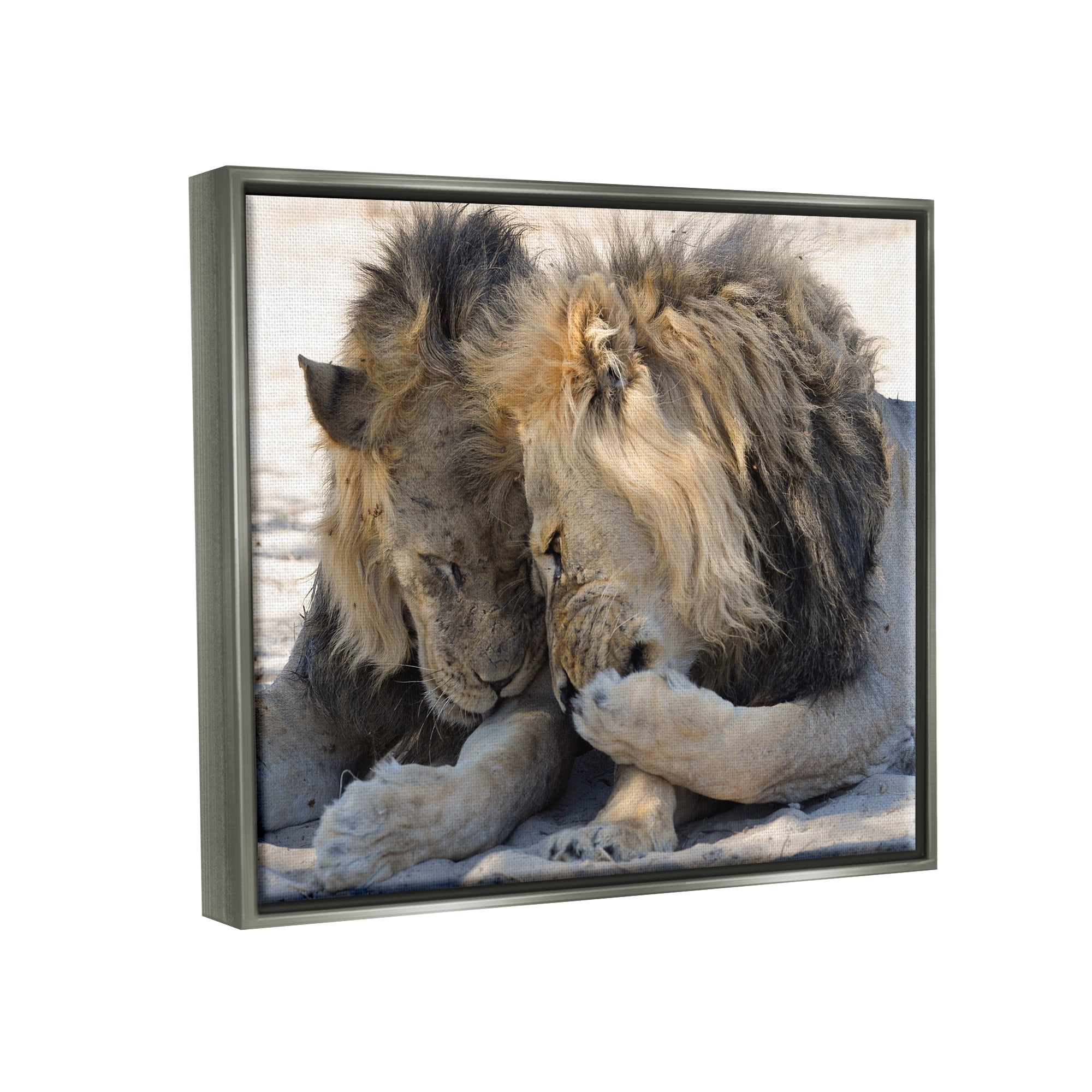 Stupell Industries Wildlife Gossip Lions Animals & Insects Photography Gray Floater Framed Canvas Art Print Wall Art, 21 x 17