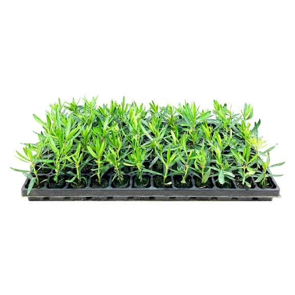 Oleander Petite Pink 10 Live Plants Nerium Compact Dwarf Evergreen Shrub