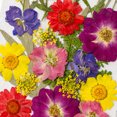 thumbnail image 3 of Paquete de material de flores secas Plantas secas prensadas reales y pegatinas de mariposas Ehuebsd Libre de BPA, 3 of 9