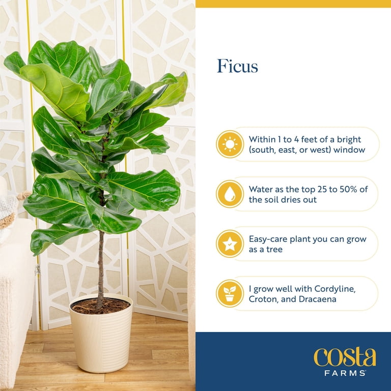 good luck jade plant Amazing Show Jade Good Luck – UPCOUNTRY FLORAL main image 0
