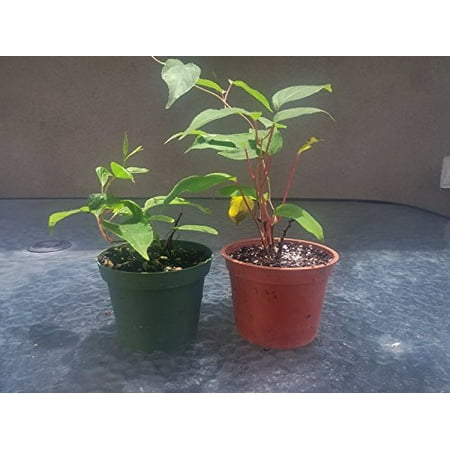 - 9GreenBox - 2 Hardy Kiwi Plants - Actinidia - Anna and Meader