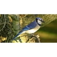 thumbnail image 1 of Blue Jay Perched Photo License Plate, 1 of 1