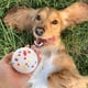 thumbnail image 5 of Dog Chew Toy Flying Rings for Pets 1Set Puppy Balls for Aggressive Chewers, 5 of 5