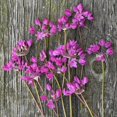 thumbnail image 5 of Ostrowskianum Allium Flower Bulbs Jumbo Pack - 100 Bulbs per Pack - Attracts Butterflies and Hummingbirds - Deer Resistant - Good as Cut Flowers - Perennializing - Easy to Grow Live Plants, 5 of 7