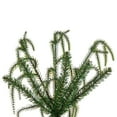 thumbnail image 5 of Vickerman JK255063LEDCC 6 ft. x 33 in. Norfolk Pine 3 mm 250CC Christmas Tree, 5 of 9