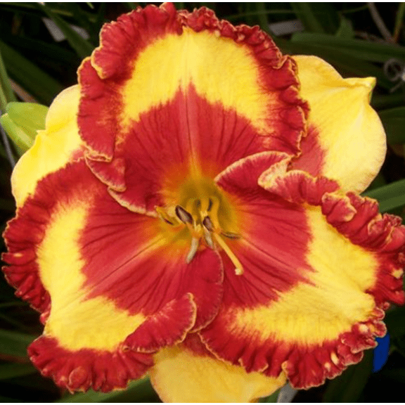 Band of Fire Daylily Perennial - Hemerocallis - Quart Pot