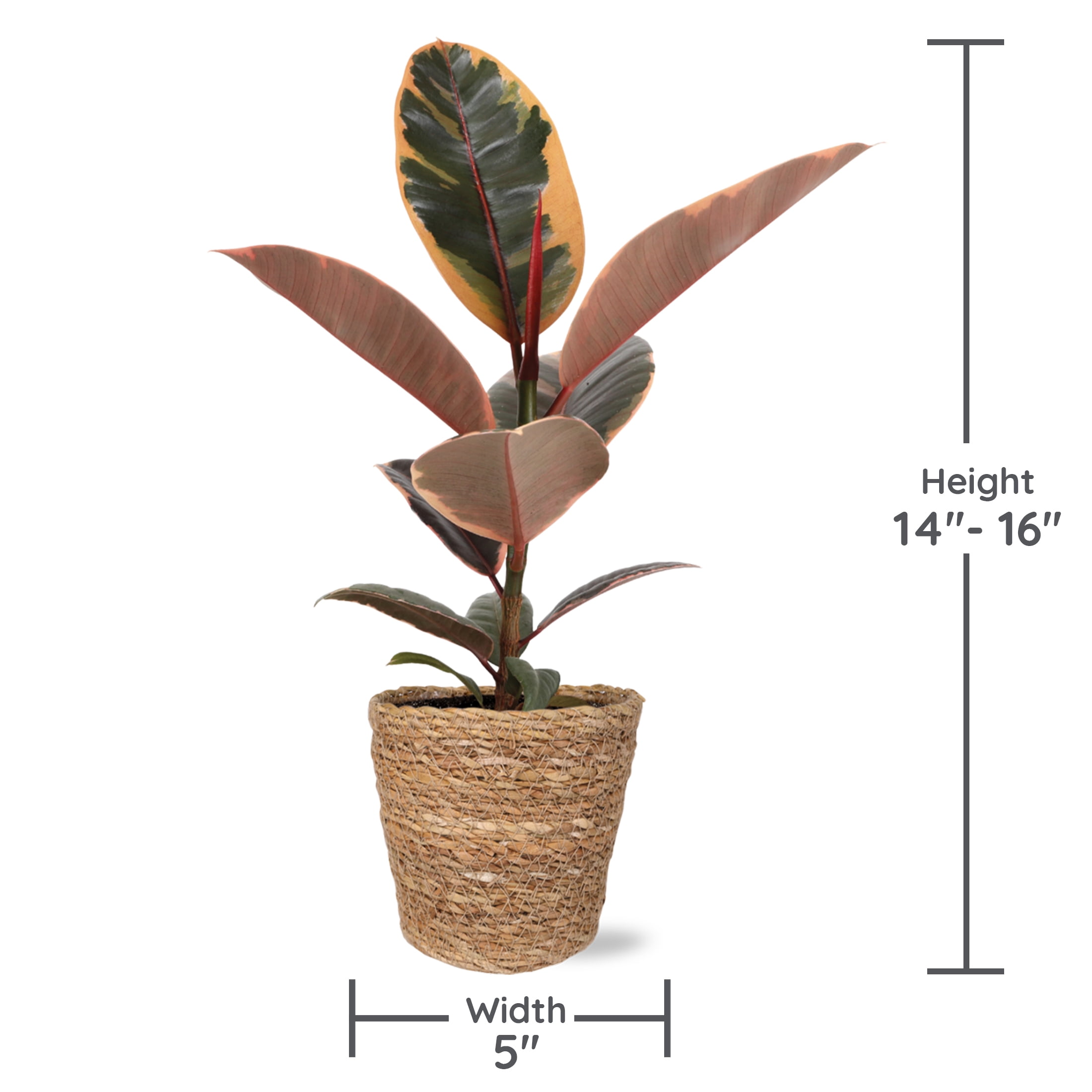 Wild Interiors Ficus Belize in Handwoven Seagrass Pot – 5in Tropical Charm