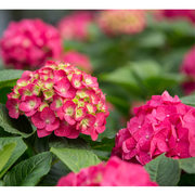 Hydrangea macrophylla ‘Summer Crush’ – Compact Pink Reblooming Flowering Shrub
