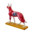 thumbnail image 1 of Modelo de anatomía canina, ayuda didáctica veterinaria, exhibición detallada de puntos de acupuntura canina, modelo de acupuntura corporal canina para, 1 of 8