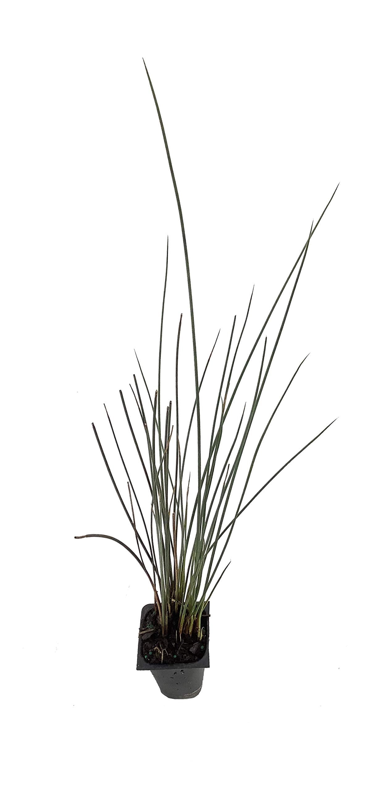 Blue Arrows Rush Grass - Juncus Inflexus - 40 Live Plants - Drought Tolerant Low Maintenance