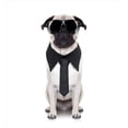 thumbnail image 3 of Pug Duvet Cover Set, Cool Looking Dog Tie and Big Black Sunglasses Funny Canine Animal Comedy Image, Decorative 3 Piece Bedding Set with 2 Pillow Shams, Queen Size, Black Cream, by Ambesonne, 3 of 3