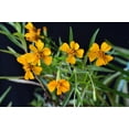 thumbnail image 2 of Tarragon Seeds/ Perennial/ Full Sun/1750 Seeds 1/4 Gram/ Zellajake Farm and Garden - B91, 2 of 5