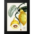 thumbnail image 2 of Turpin 14x18 Black Modern Framed Museum Art Print Titled - Turpin Tropical Fruit IV, 2 of 5