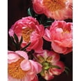 thumbnail image 6 of Pretty Peonies : 20 Different Notecards and Envelopes (Cards), 6 of 10