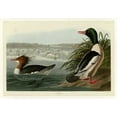 thumbnail image 2 of Audubon, John James 18x14 Black Ornate Wood Framed with Double Matting Museum Art Print Titled - Goosander, 2 of 4