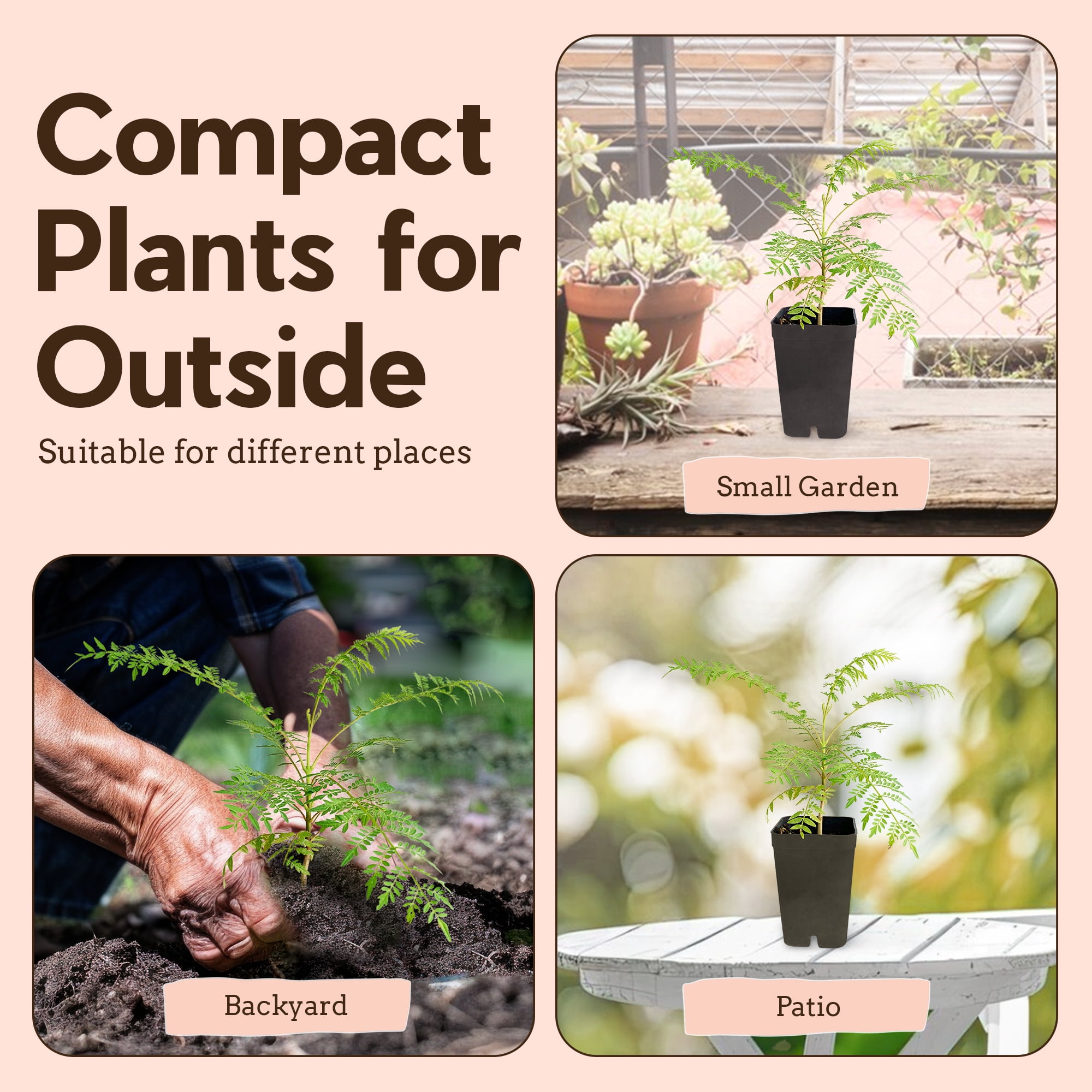 My Shelfie - Mini Jacaranda Tree, 3-4 Inch Tall Bonsai Tree in 2-Inch Pot, Trees Live Plants Outdoor Hardiness Zones 9-11, Bonsai Tree Live with Purple Flowers, 2-Pack
