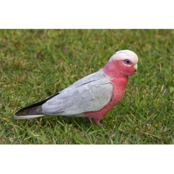 Danita Delimont PDDAU01DWA3695 Galah Bird Nambucca Heads New South Wales Australia Poster Print by David Wall, 26 x 17