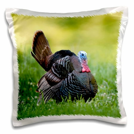 Strutting Gobblers - 3dRose Eastern Wild Turkey gobbler strutting in field, Holmes Co. MS - Pillow Case, 16 by 16-inch
